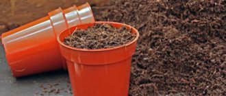 10 шагов к созданию цветника из ... картона