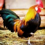 Как сшить костюм Петушка для мальчика на утренник