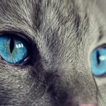 Кот. Источник: pixabay.com