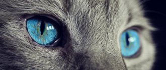 Кот. Источник: pixabay.com