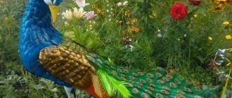 Мастер-класс по павлину из пластиковых бутылок: поделки с видео и фото