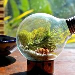 Вечный террариум из лампочки: как в лампочке посадить растение